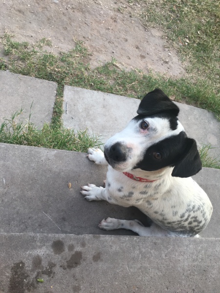 Causes of Sudden Death in Dogs - black and white spaniel type dog