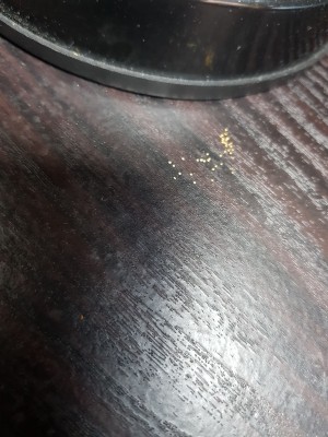 Identifying Insect Eggs - scatter of tiny off white balls, perhaps eggs