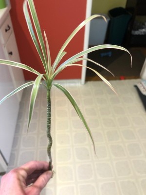 What Is This Houseplant? - plant stalk with leaves