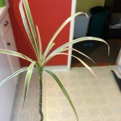 What Is This Houseplant? - plant stalk with leaves