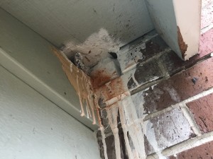 Repairing Woodpecker Damage to Cedar Siding - view of damage and failed repair