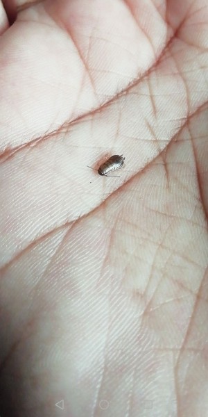 Identifying Small Brown Bugs - hand holding a small brown bug