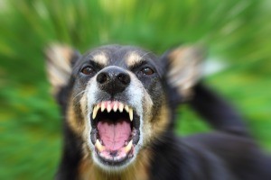 An angry dog barking with teeth bared.