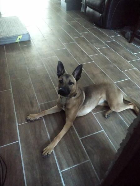 A dog on wooden flooring inside.
