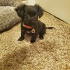What is My Chihuahua Puppy Mixed With? - small black pupp with fuzzy ears