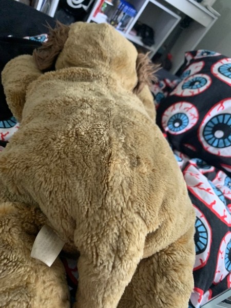 Identifying a Stuffed Toy Dog