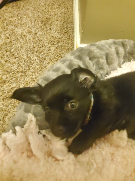 What is My Chihuahua Puppy Mixed With?