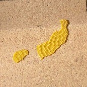 Identifying Insect Eggs - clusters of yellow eggs