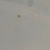 Identifying Household Bugs - small dark bug