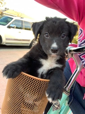 What Breed Is My Dog? - black and white puppy in a bike basket