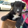What Breed Is My Dog? - black and white puppy in a bike basket