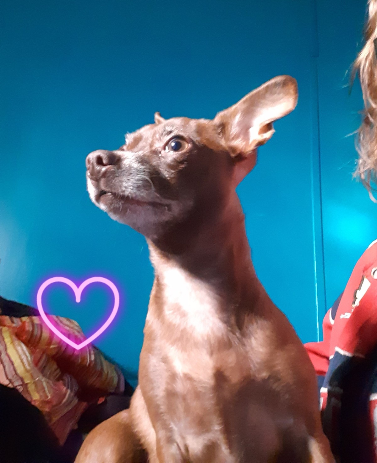 Raw Ginger with Peanut Butter for Dogs ThriftyFun