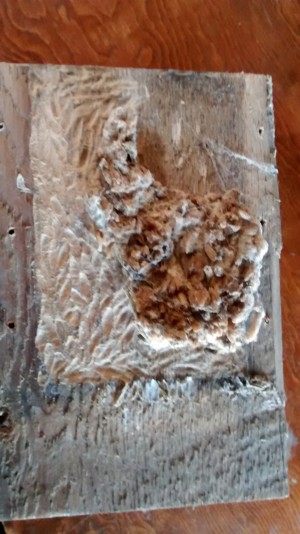 Identifying Insect Egg Casings - on the inside of a bird house