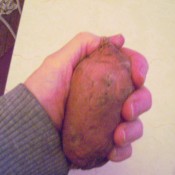 A sweet potato to use as a hand warmer.