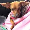 What Is My Chihuahua Mixed With? - brown dog with very large ears, in a pouch