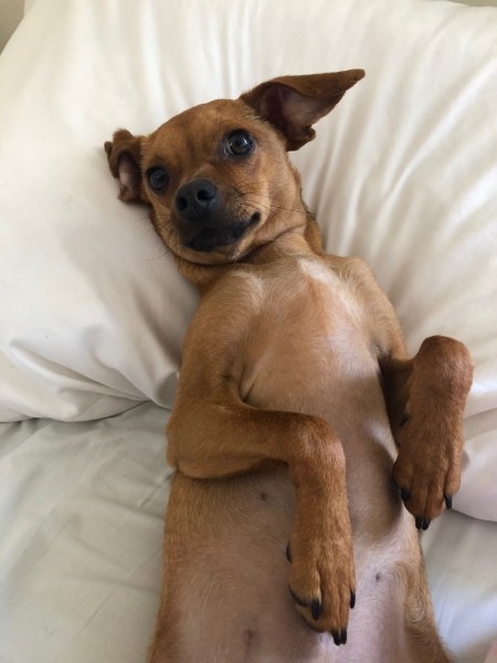 What Is My Chihuahua Mixed With?