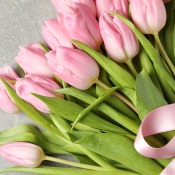A bouquet of spring tulips.