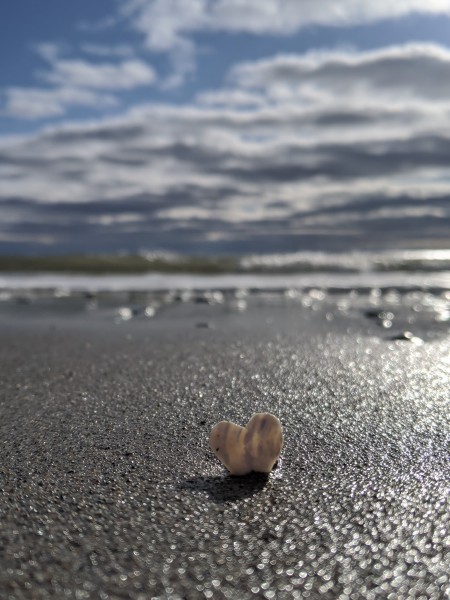 Best Glue for Making a Seashell Necklace - heart shaped seashell in the sand