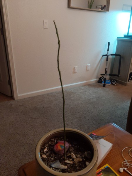 Dogs Ate the Leaves on My Avocado Tree