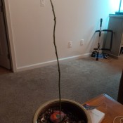 Dogs Ate the Leaves on My Avocado Tree