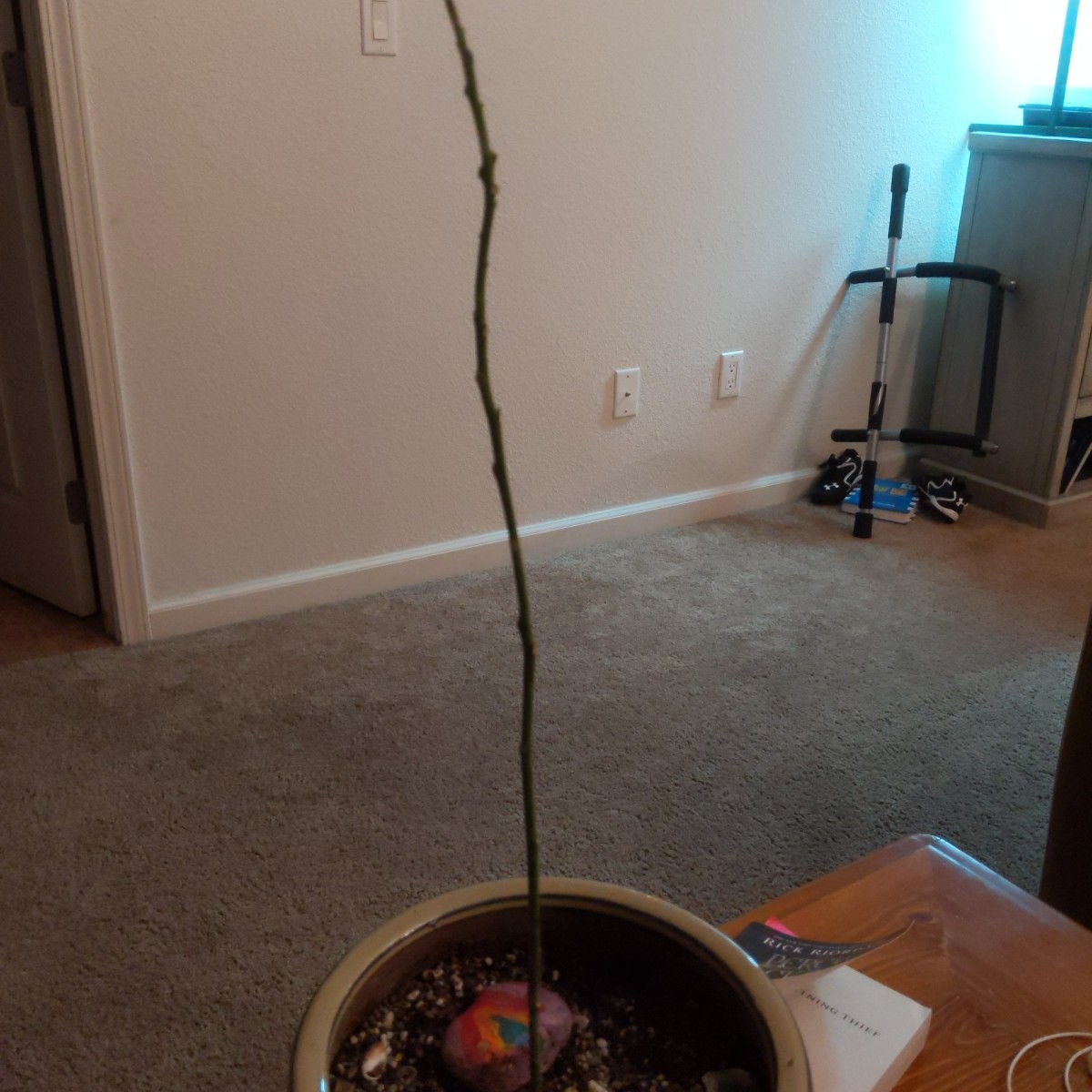 Dogs Ate the Leaves on My Avocado Tree? ThriftyFun