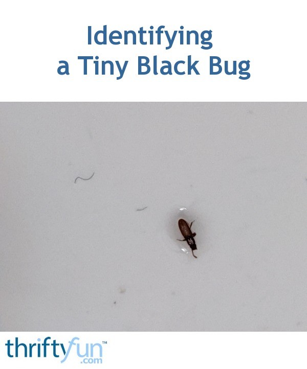 Identifying a Tiny Black Bug? | ThriftyFun