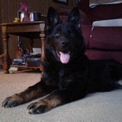 Is My Dog a Pure Bred German Shepherd? - black Shepherd looking dog with brown on her feet