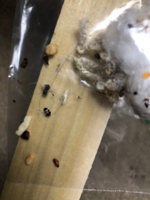 Rental Home Overrun with Bugs