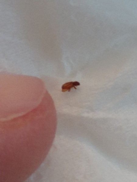 Identifying Reddish Brown Bugs in the Bathroom