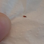 Identifying Reddish Brown Bugs in the Bathroom - tiny brown bug