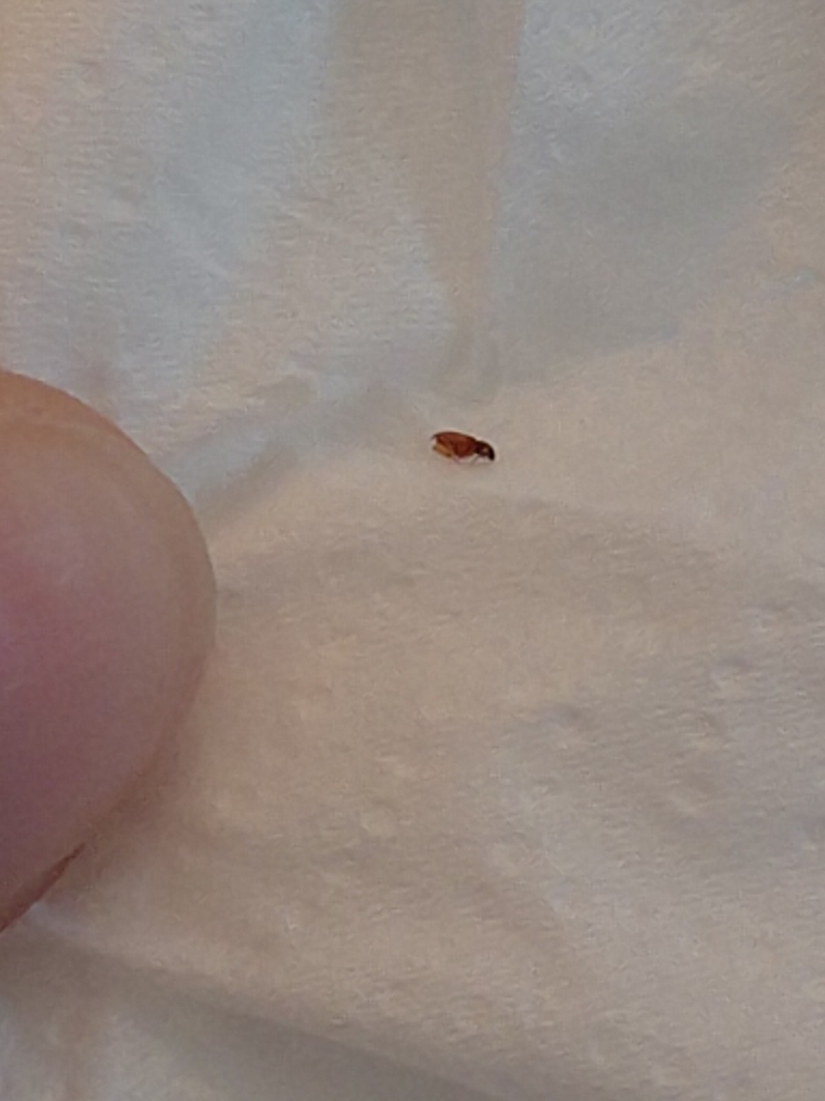 tiny red bugs in bathroom