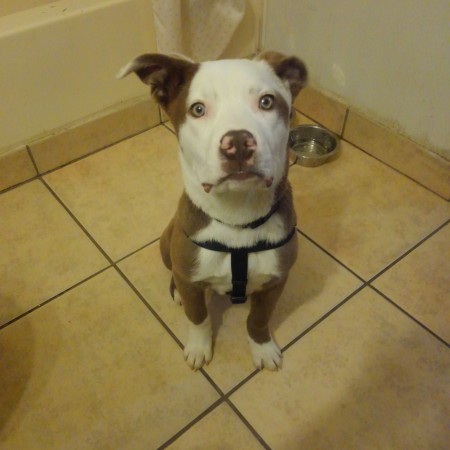 Is My Dog a Pit Bull Terrier? - brown and white Pit Bull looking dog