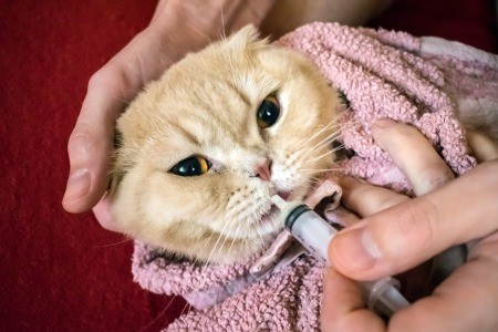 A cat being given liquid medication.