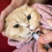 A cat being given liquid medication.
