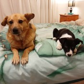Dog Peeing Inside Since Getting a Puppy - adult dog and puppy lying on a bed