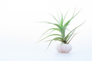 An air plant growing in a shell.