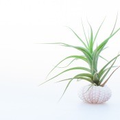 An air plant growing in a shell.