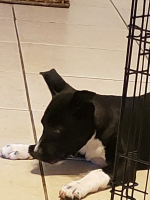 Is My Puppy a Pure Bred Pit Bull? - black and white puppy