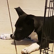 Is My Puppy a Pure Bred Pit Bull? - black and white puppy