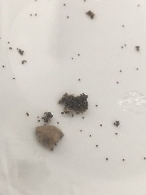 Identifying Insect Eggs - cluster of eggs