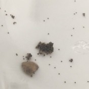 Identifying Insect Eggs - cluster of eggs