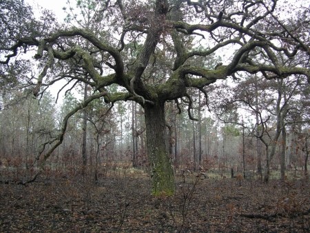 A tree in a forest in Florida.