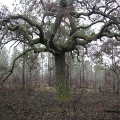 A tree in a forest in Florida.