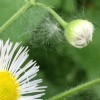 Making a Wish - daisy type flower with bud and a bit of fluff