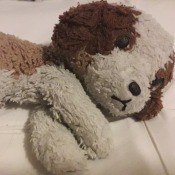 Identifying a Stuffed Dog - tri-colored stuffed puppy