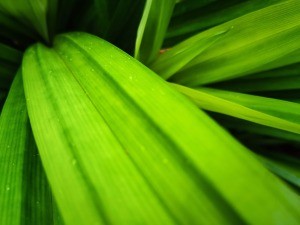 Green pandan leaves.