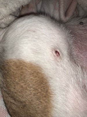 Red Bump on Dog's Thigh