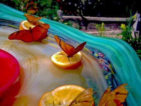 Butterflies Galore! - butterflies on orange slices in a shallow outdoor water filled basin