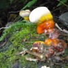 Nature's Oddity (Fungus) - orange, yellow, and white fungus on a fallen tree