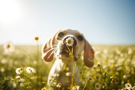 A puppy smelling a flower in a field.